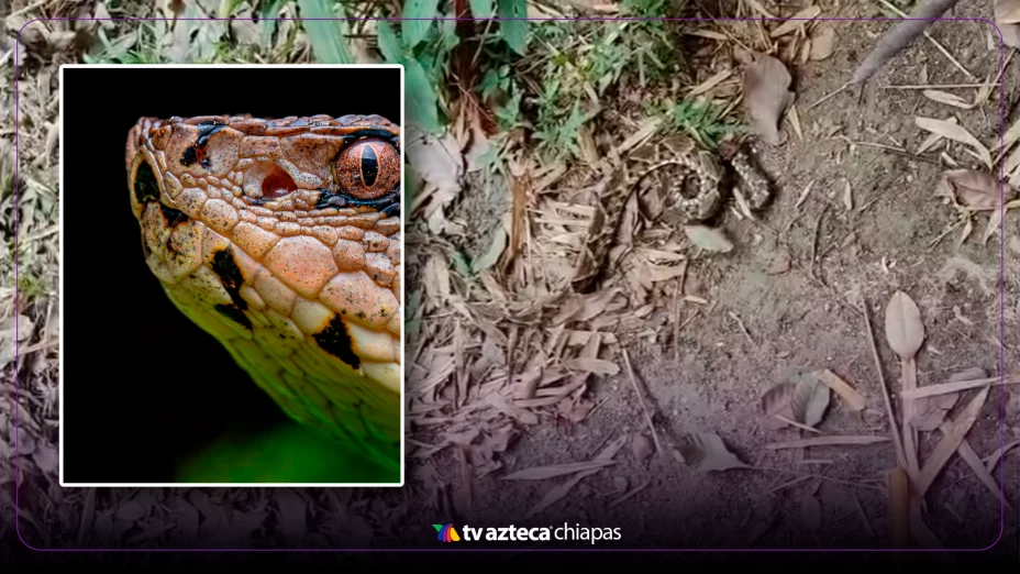 nauyaca serpiente más venenosa Tabasco
