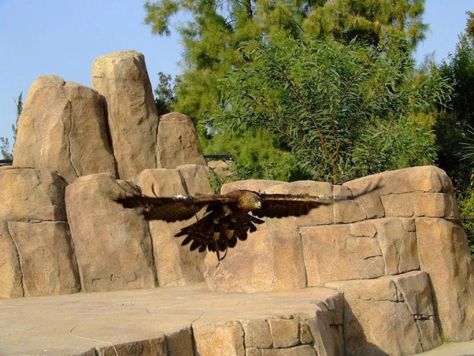 Aves