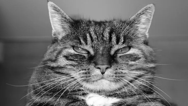 ¡Lo tienen en la mira! Identifican a sujeto que agredió a gato en Querétaro|VIDEO