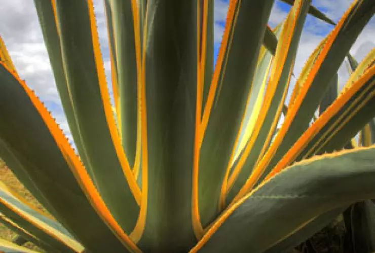 Agave