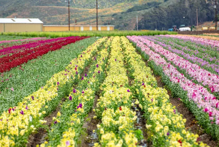 Lompoc en California sobresale por sus hermosos jardines que ofrecen un paisaje natural único