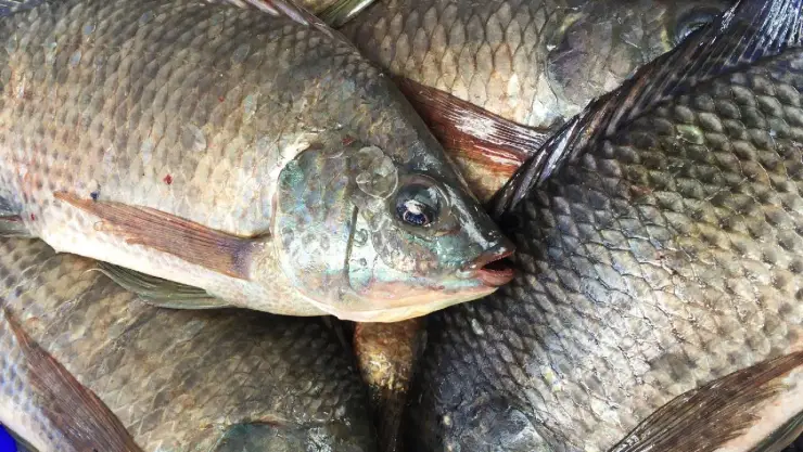 Amputan extremidades a mexicana por comer tilapia contaminada con bacteria come carne
