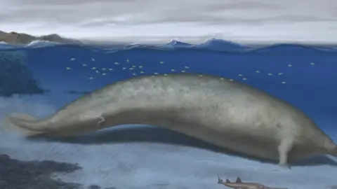 ballena colosal peruana