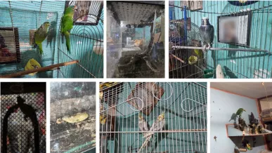  Rescatan varias especies de animales en cateo 