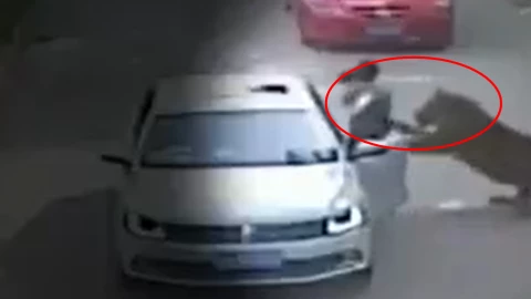 Mujer atacada por tigre en safari