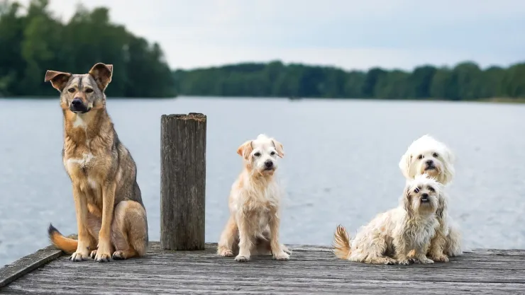 Perros en peligro: Enfermedad se propaga en lagos y ríos de California