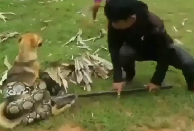 niños rescatan a perro atrapado por una serpiente