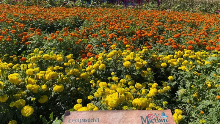 Este es el Mictlán de Tijuana, sembradío de flores de cempasúchil