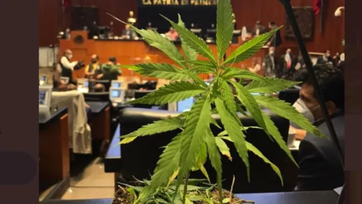 Avanza en el senado dictamen para regular la marihuana