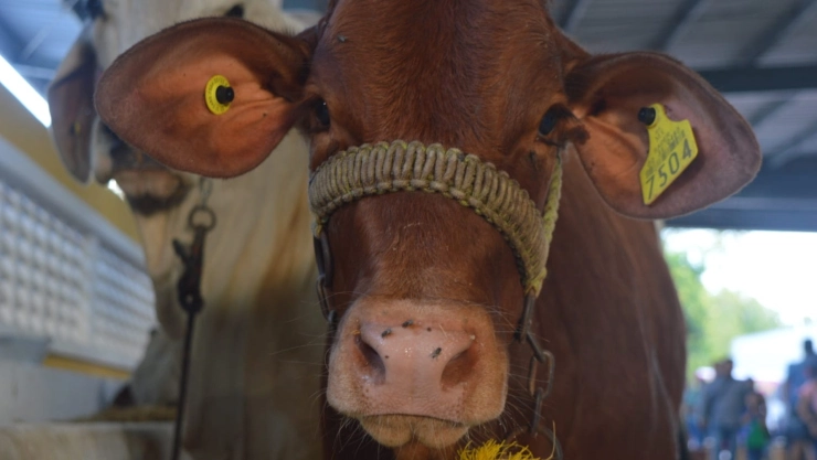 La ganadería brilla en la edición 2025 de la Feria Yucatán Xmatkuil