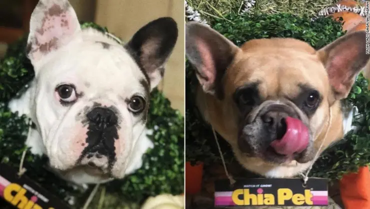 Lady Gaga perros.jpg