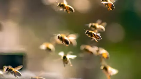 abejas.jpg