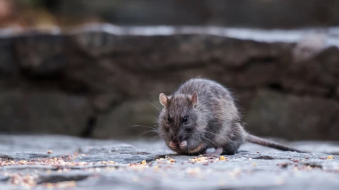 una ratita comiendo por las calles de Central Park, NY.