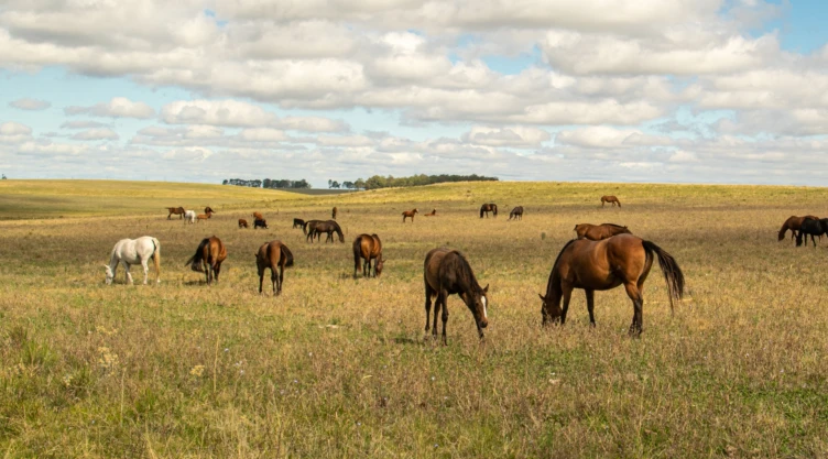 Más de 20 caballos en el campo comiendo pasto