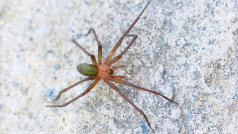 evitar a la violinista