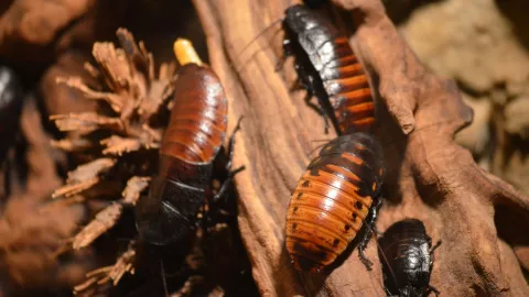 5 trucos para no tener cucarachas en casa nunca más