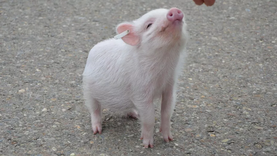 ¡Un hito para la ciencia! Aprueban ensayo clínica para trasplantar riñones de cerdo a humanos