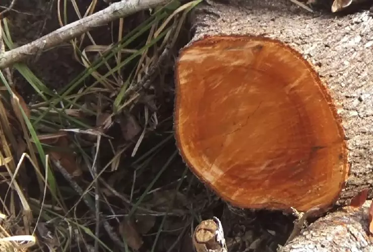 Denuncian tala clandestina de árboles en Bacalar (2)