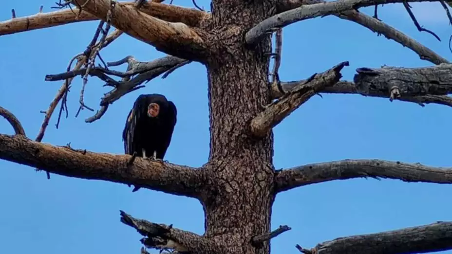 Cóndor de California.jpg