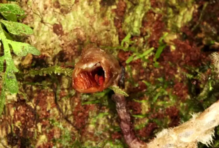 Científicos descubren la orquídea más fea del mundo en Madagascar