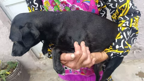 Uno no es suficiente Rescatan a 16 perritos y gatitos de una vivienda de Zapopan