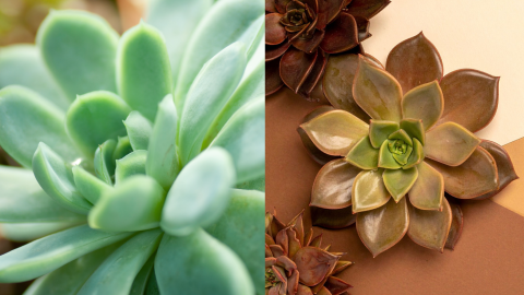 planta suculenta