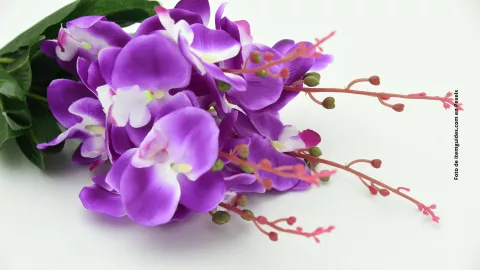 &iquest;C&oacute;mo utilizar orqu&iacute;deas en casa para atraer la abundancia?