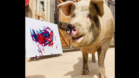 Cerdita Pigcasso crea obras de arte con su hocico