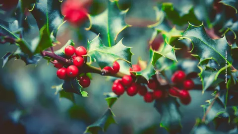Tres plantas de Navidad para atraer la buena suerte en diciembre
