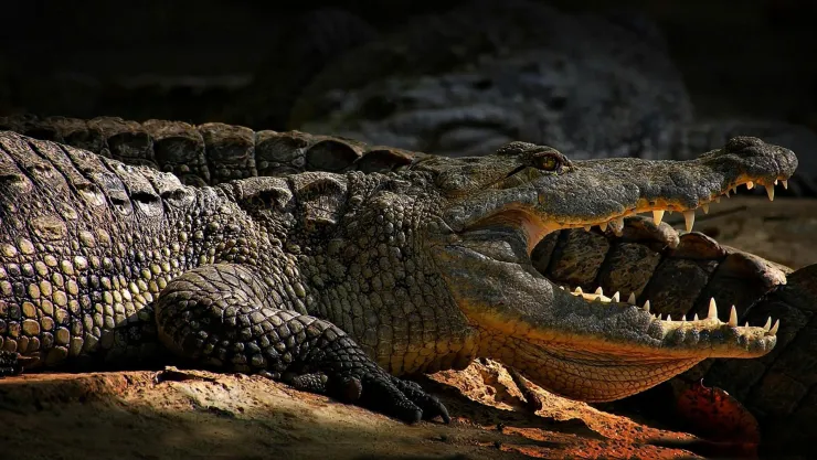 VIDEO | ¡IMÁGENES FUERTES! Cocodrilo ataca a dos niñas dentro de un zoológico