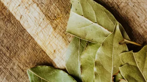 &iquest;C&oacute;mo usar el laurel para ahuyentar a los insectos de tu hogar?