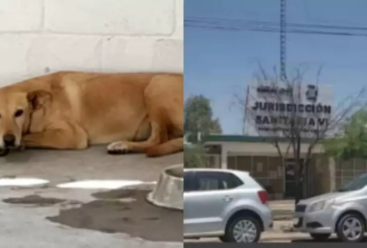 Familia de Coahuila muere de rickettsia, enfermedad transmitida por la garrapata