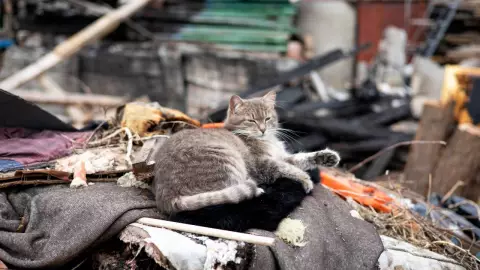 Animales pueden predecir sismos