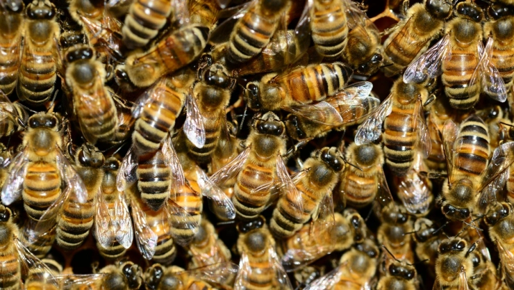 Al ser liberado del enjambre de abejas, la persona fue trasladada a la clínica número 7 del IMSS.