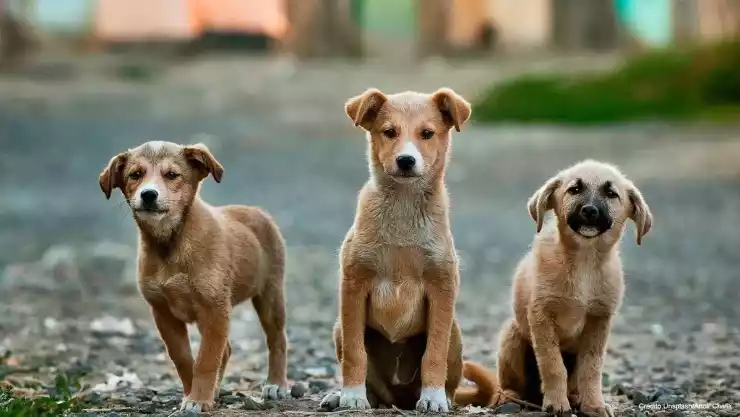 Perritos 