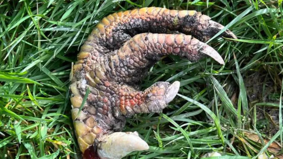 Encuentran una supuesta garra de dinosaurio