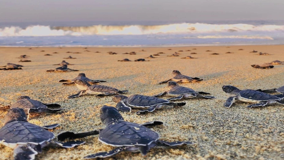 tortugas marinas.jpg