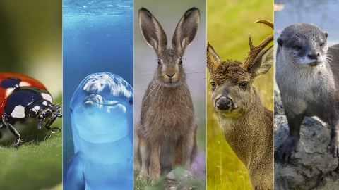 Animales tiernos con caracter&iacute;sticas horribles 