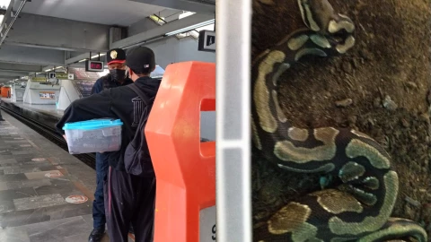 Metro CDMX: Polic&iacute;as aseguran una serpiente en Universidad de L&iacute;nea 3