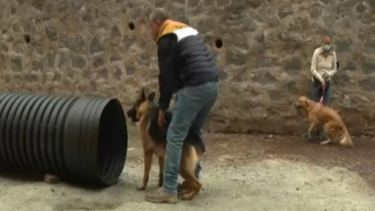 perros sismos rescatistas