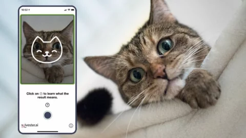 Con la cámara de un smartphone es posible conocer el estado de ánimo del animal.