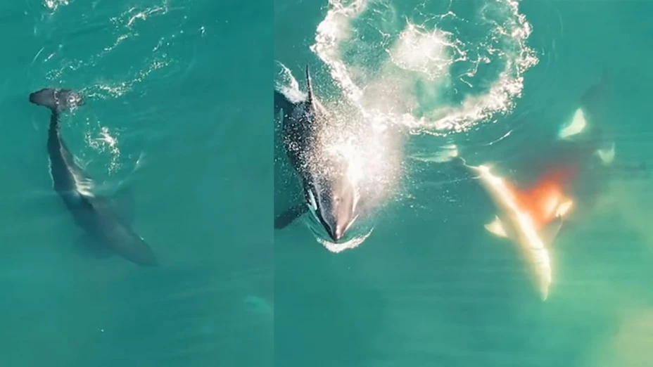 Orcas se comen a tiburón.jpg