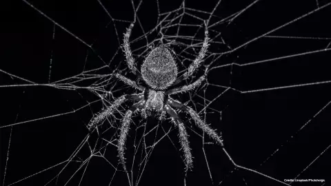 Ara&ntilde;a Gigante