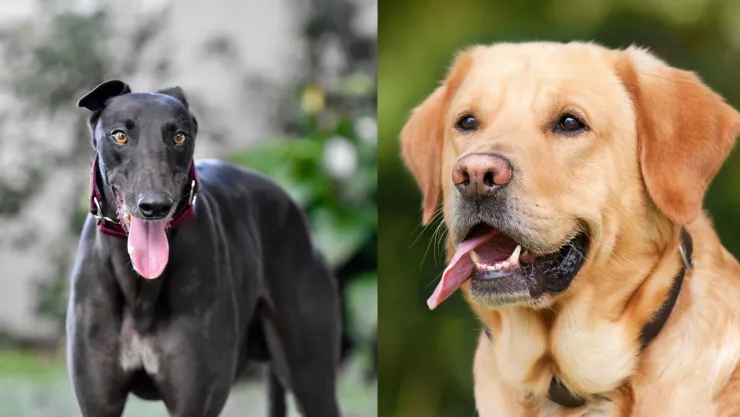 Estas son las mejores razas de perro para tener en casa