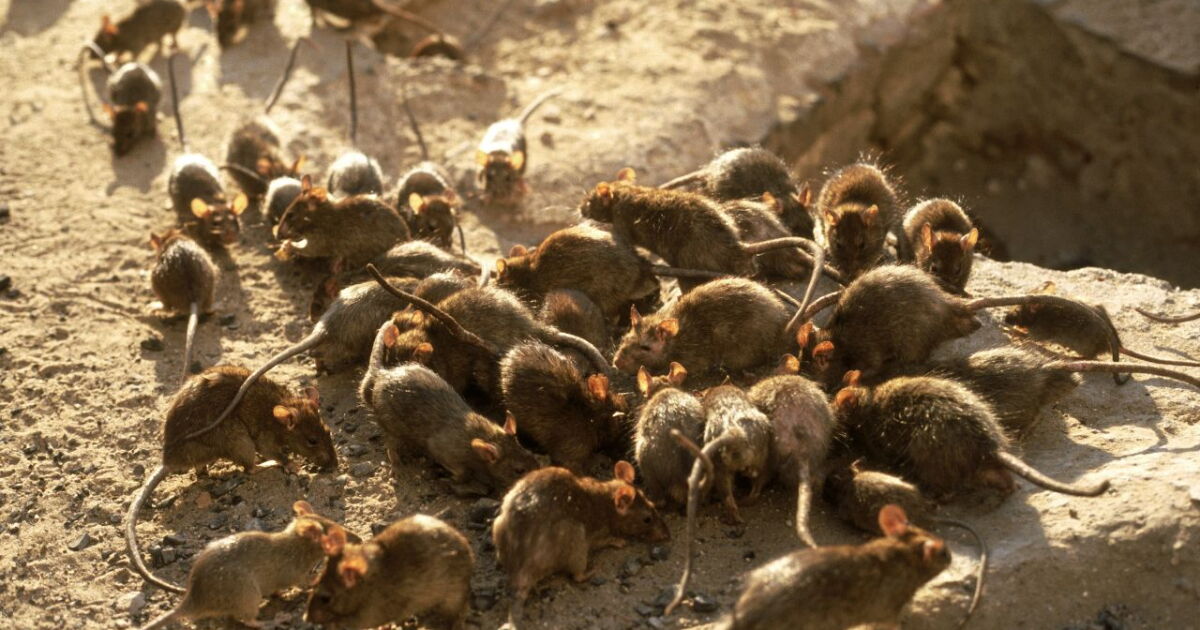 ¿Cómo planean controlar la plaga de ratas que habitan en Nueva York?