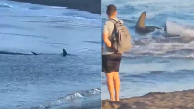 VIDEO: Tiburón de dos metros aparece en playa de Gran Canaria; desata pánico