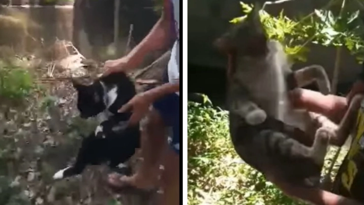 gatitos_veracruz_canal_de-aguas-negras (1).jpg