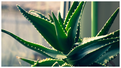 aloe vera.png