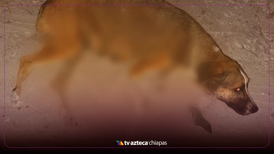 Denuncian perrita macheteada en Parrilla II en Centla, Tabasco