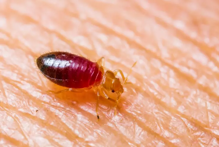 Picadura de chiche: Cómo identificar el piquete fácil y rápido